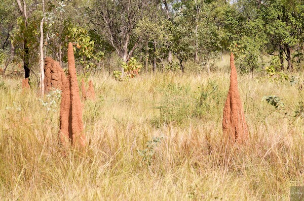 AustraliaAdelaide 10  069